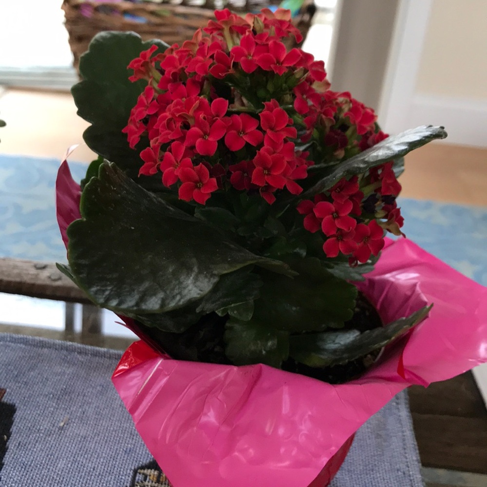 Meet your Posher, Gail